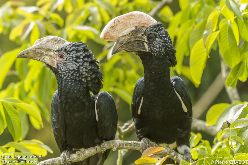 Silvery-cheeked Hornbill