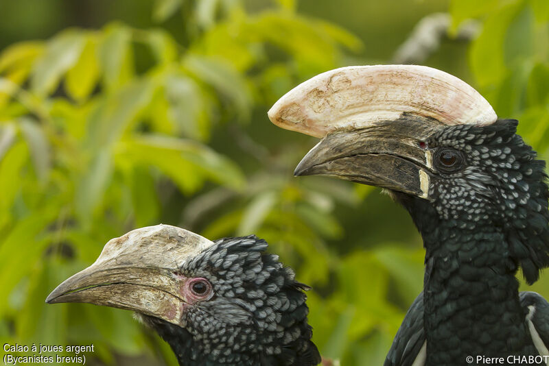 Silvery-cheeked Hornbill