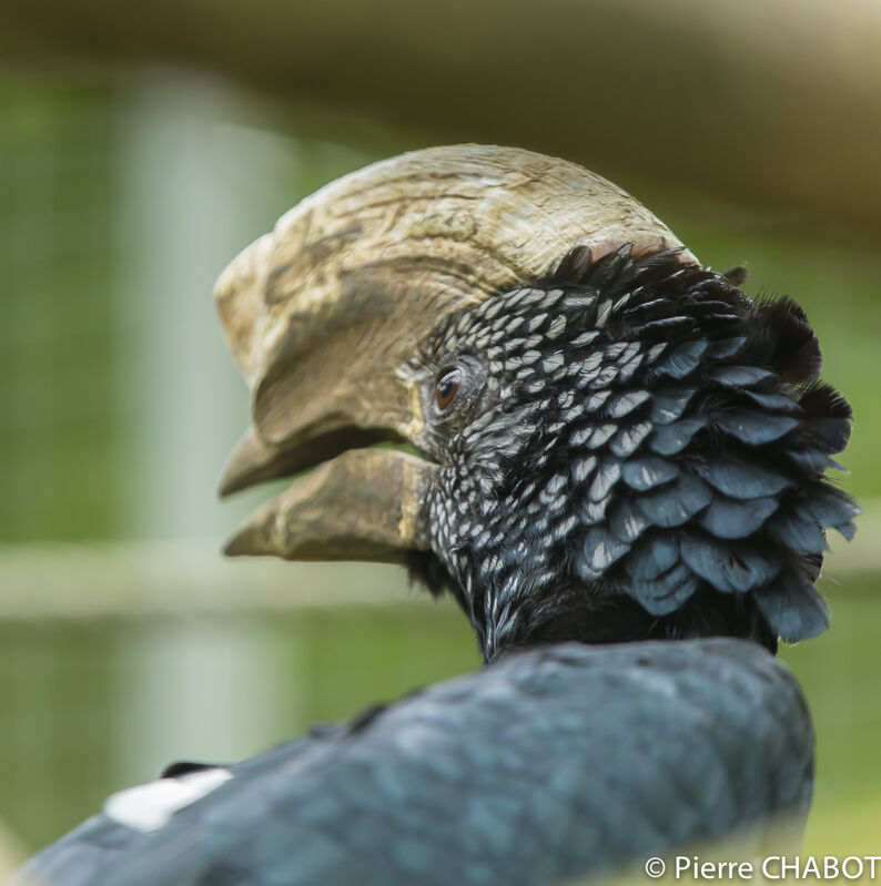 Silvery-cheeked Hornbill