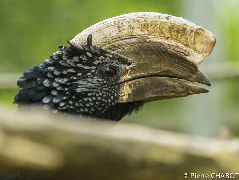 Silvery-cheeked Hornbill