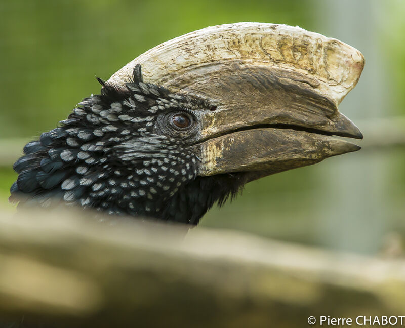 Silvery-cheeked Hornbill