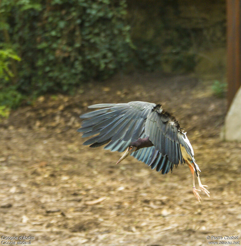 Cigogne d'Abdim