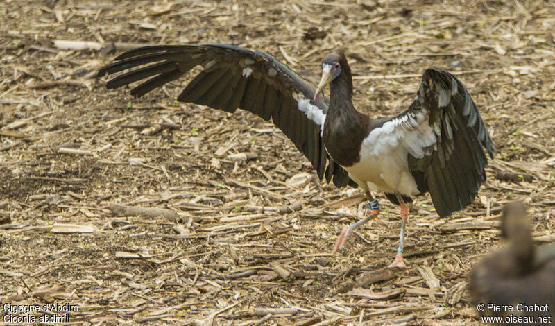 Cigogne d'Abdim