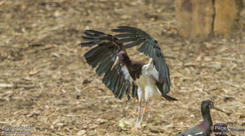 Cigogne d'Abdim