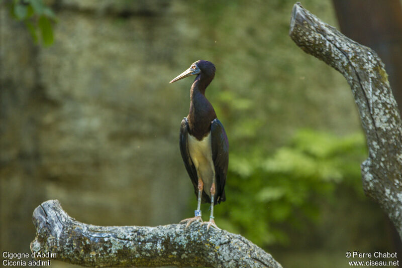 Cigogne d'Abdim