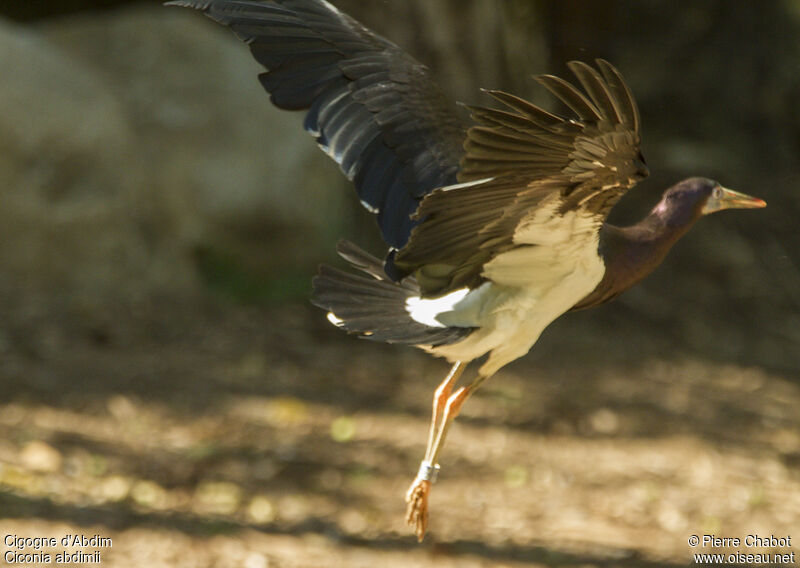 Cigogne d'Abdim