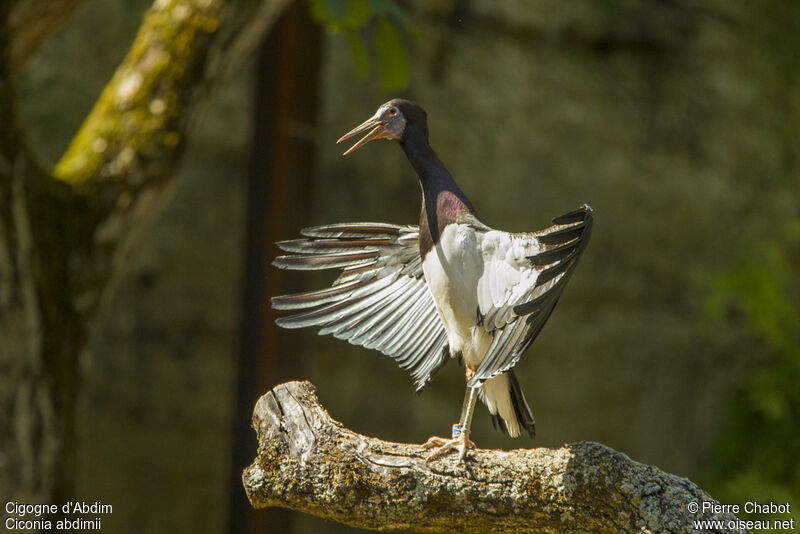 Abdim's Stork