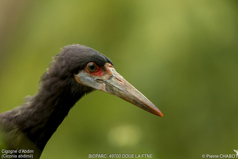 Cigogne d'Abdim