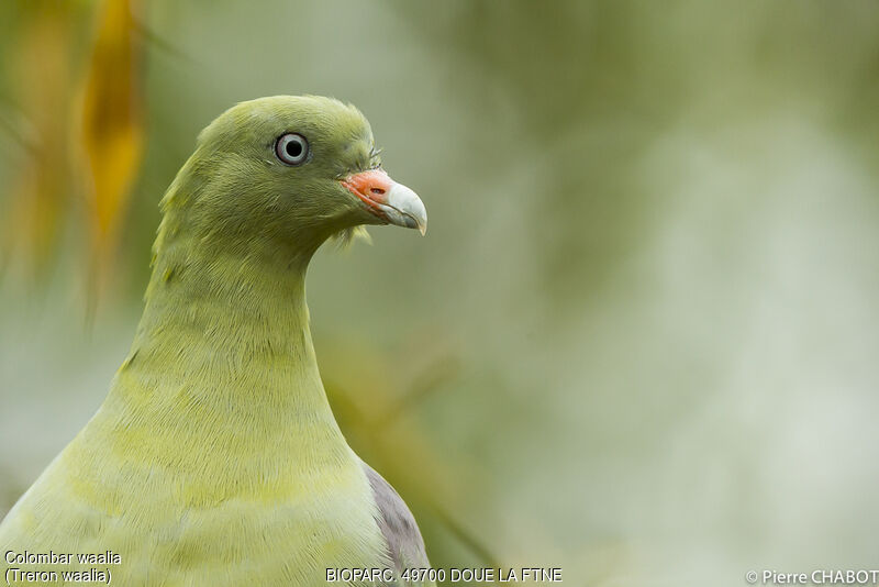 Colombar waalia