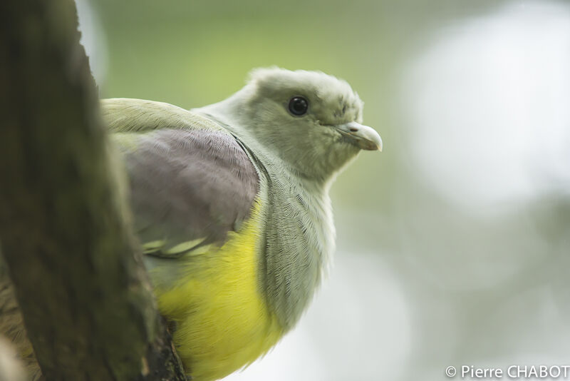 Bruce's Green Pigeon