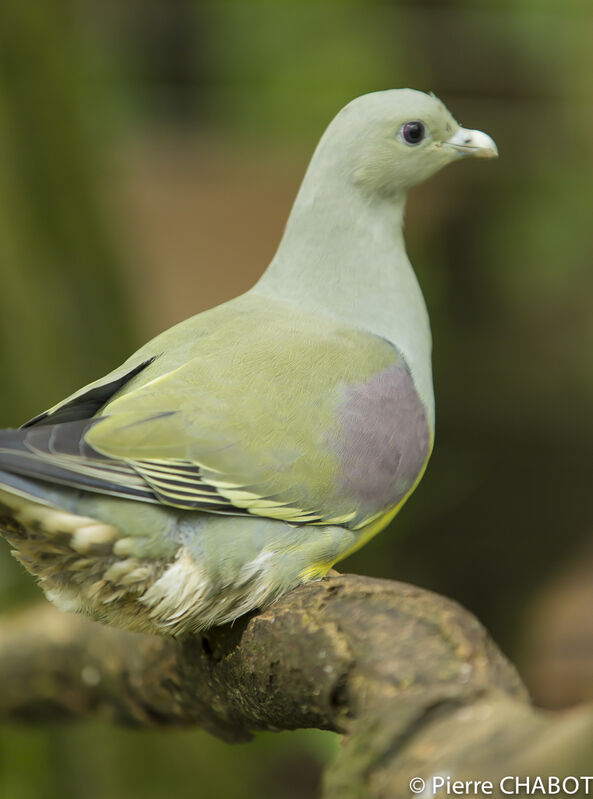 Bruce's Green Pigeon