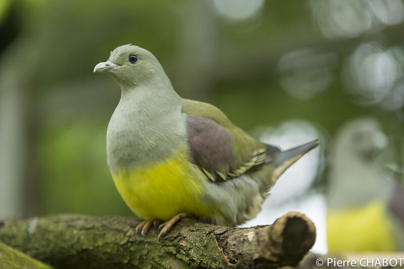 Bruce's Green Pigeon