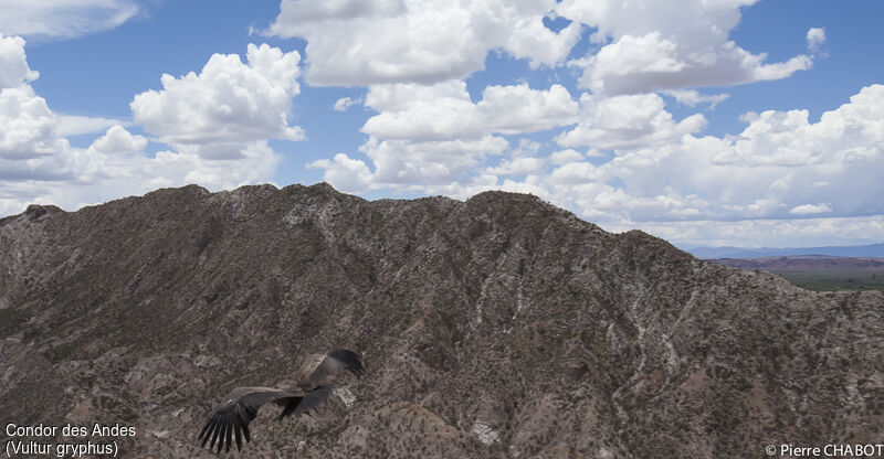 Condor des Andes