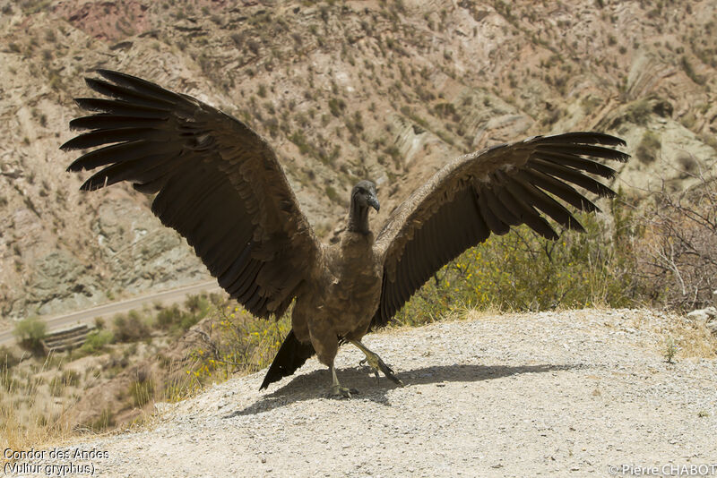 Andean Condor