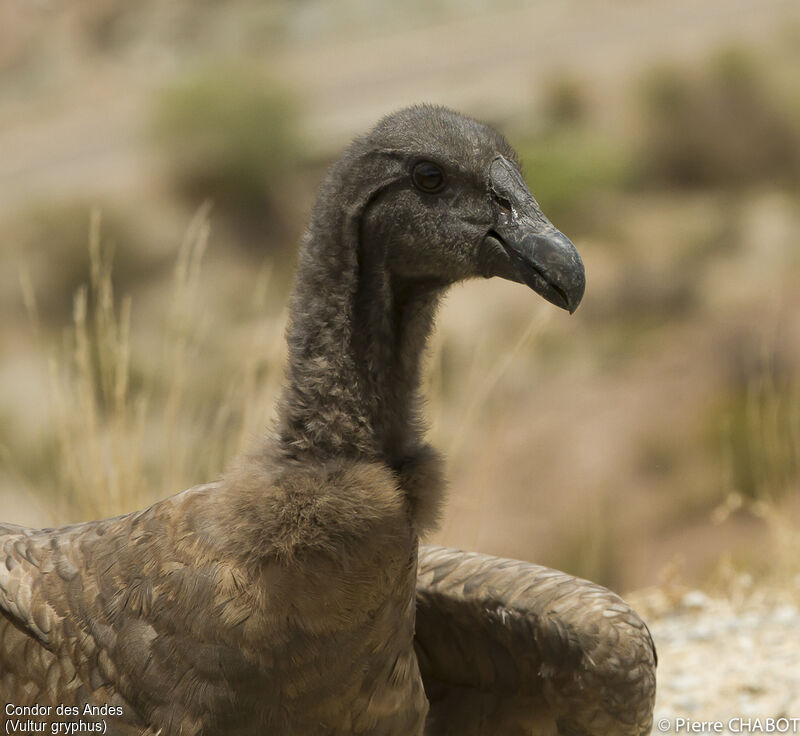 Condor des Andes