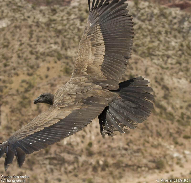 Condor des Andes