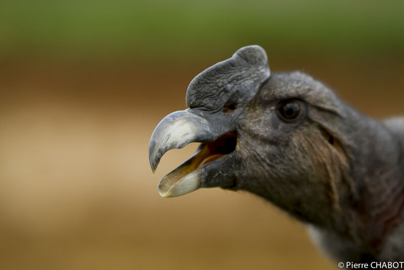 Andean Condor