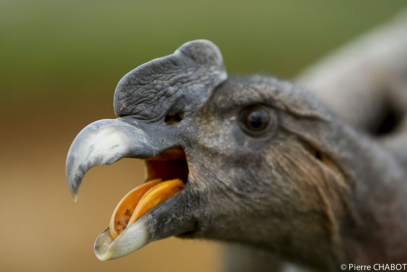 Andean Condor