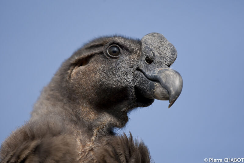 Andean Condor