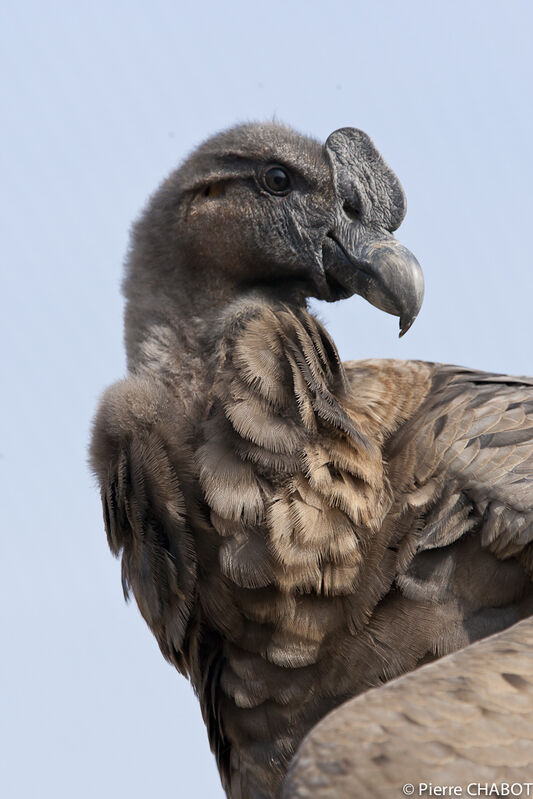 Condor des Andes