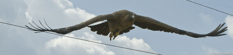 Andean Condor