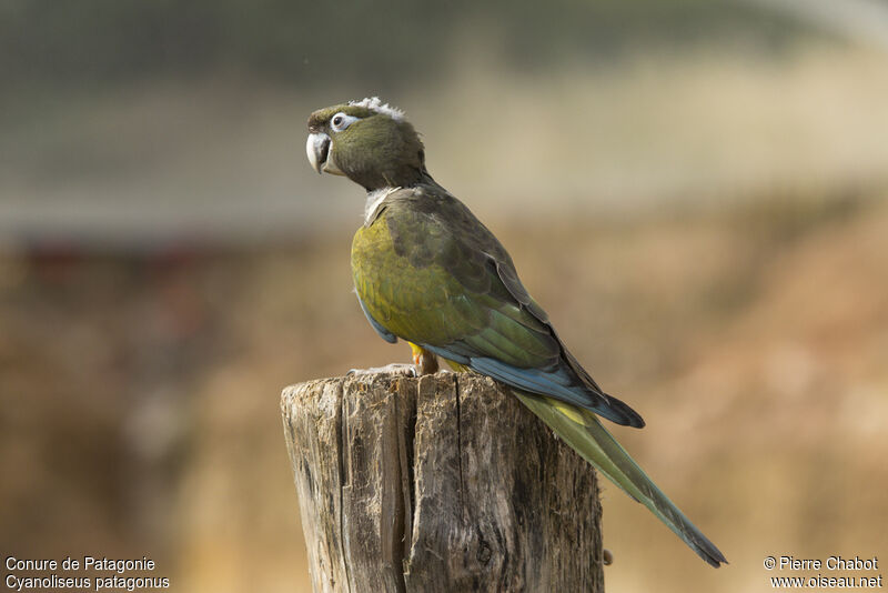 Burrowing Parrot