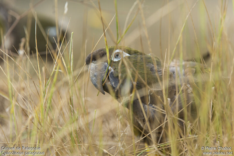 Burrowing Parrot