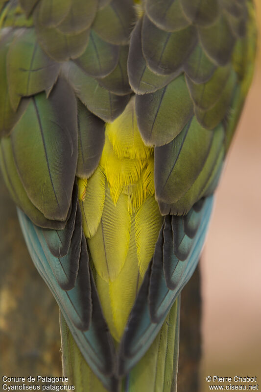 Conure de Patagonie