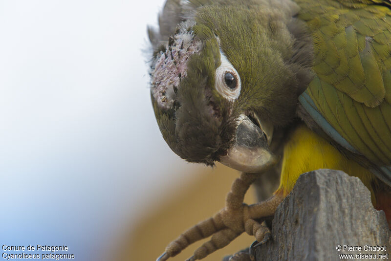 Burrowing Parrot