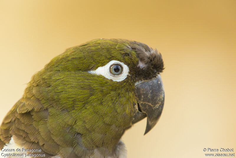 Conure de Patagoniesubadulte