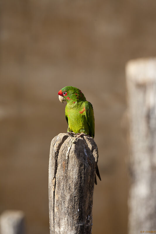 Mitred Parakeet