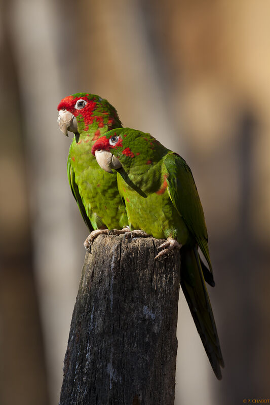 Mitred Parakeet, identification