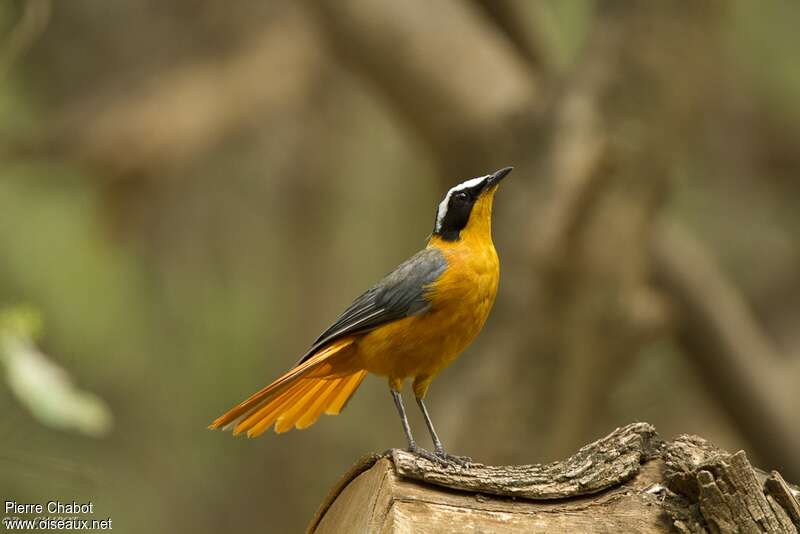 Rüppell's Robin-Chatadult, courting display