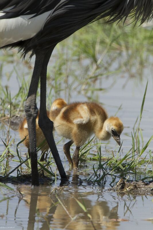 Grue royale, identification