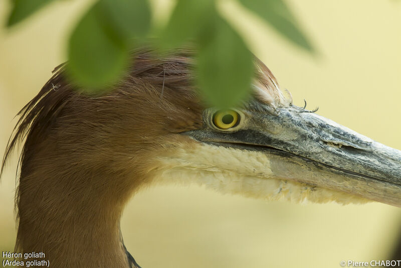 Goliath Heron