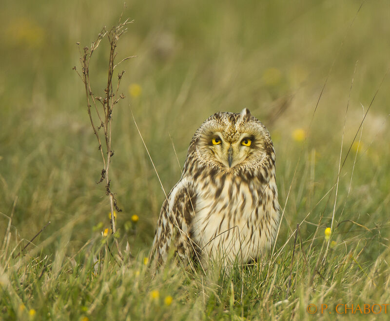 Hibou des marais