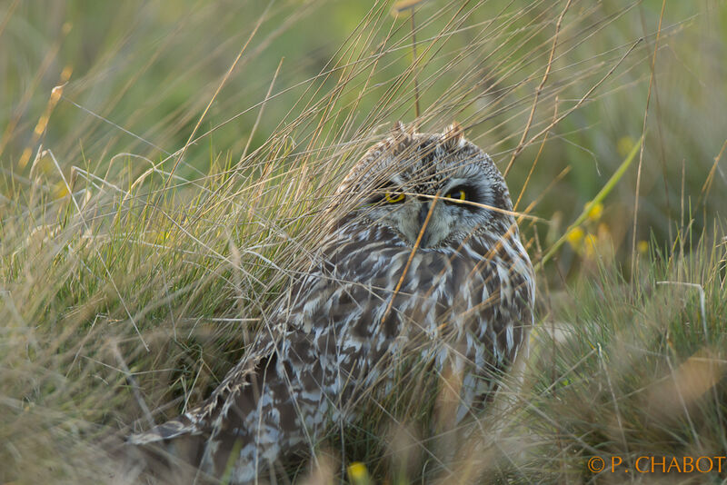 Hibou des marais