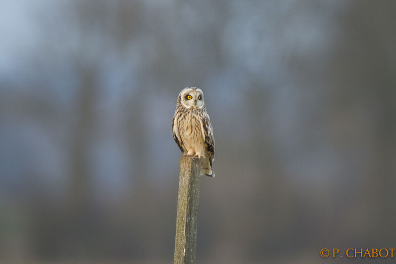 Hibou des marais