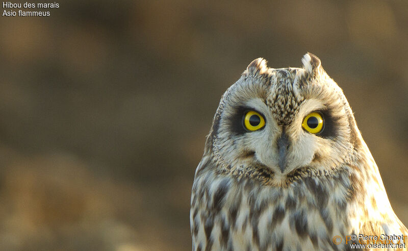 Hibou des marais