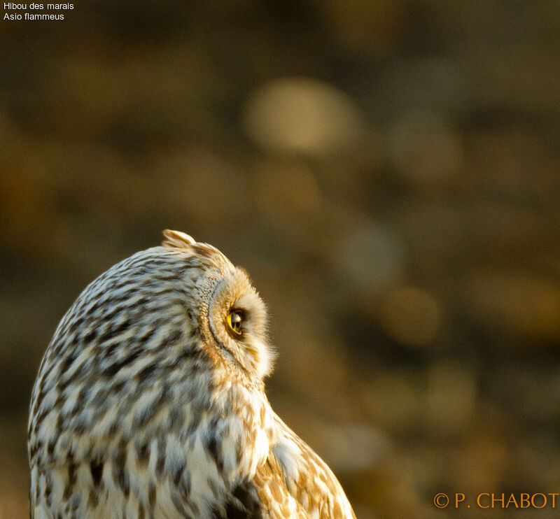 Hibou des marais