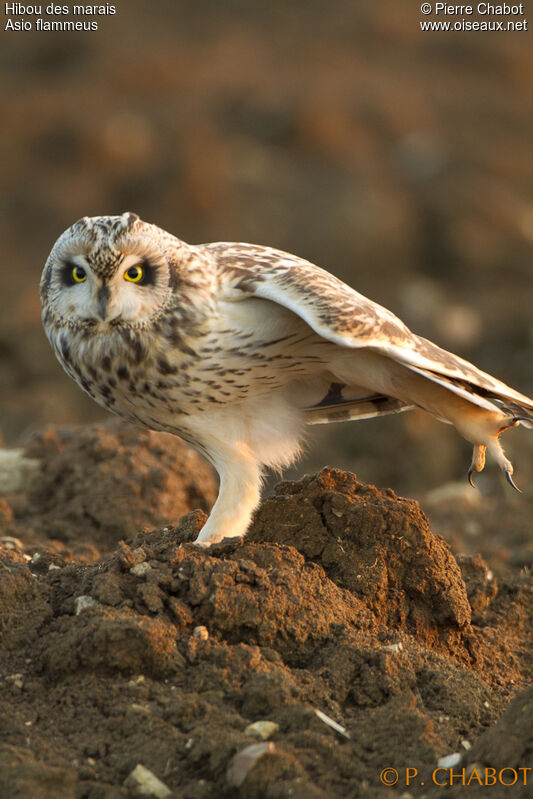 Short-eared Owl