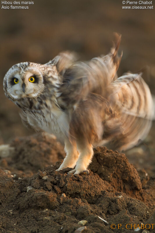 Short-eared Owl