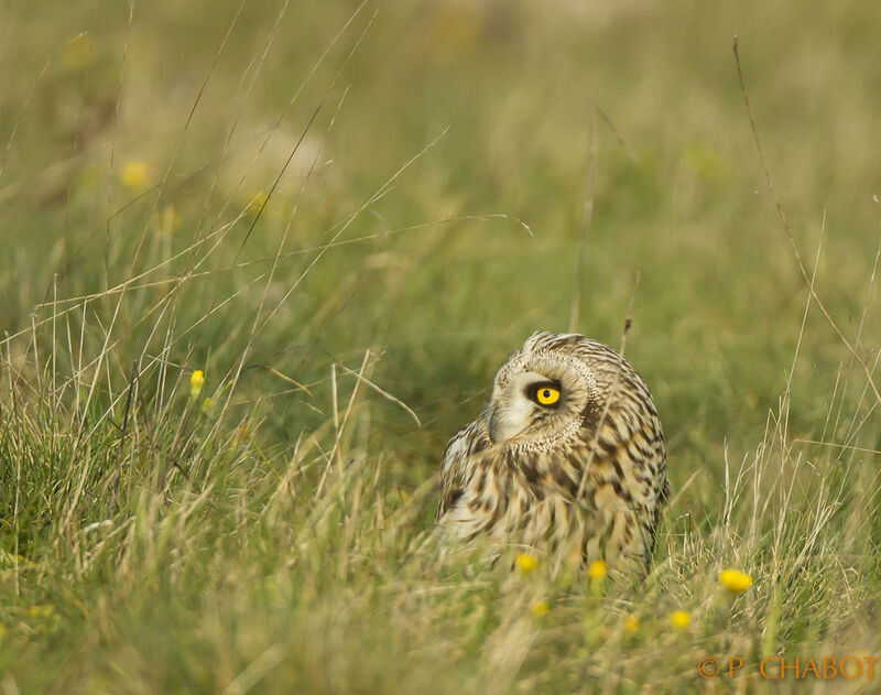 Hibou des marais