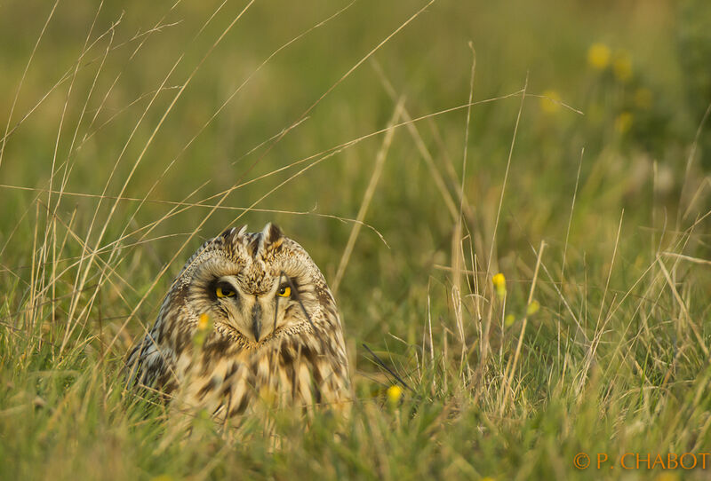 Hibou des marais