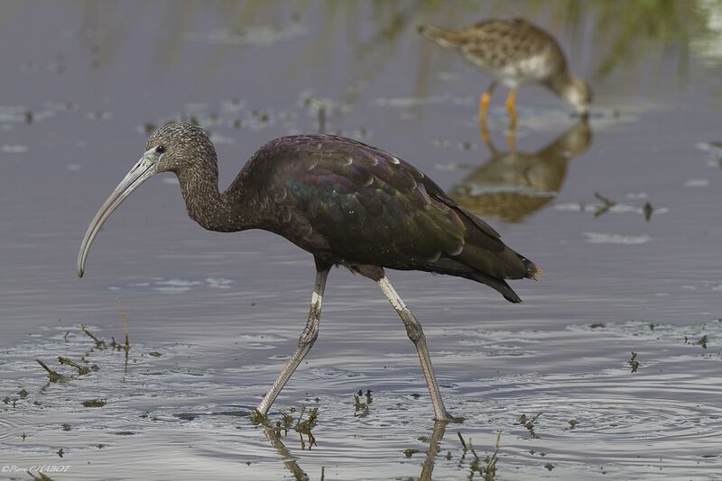 Ibis falcinelle, identification