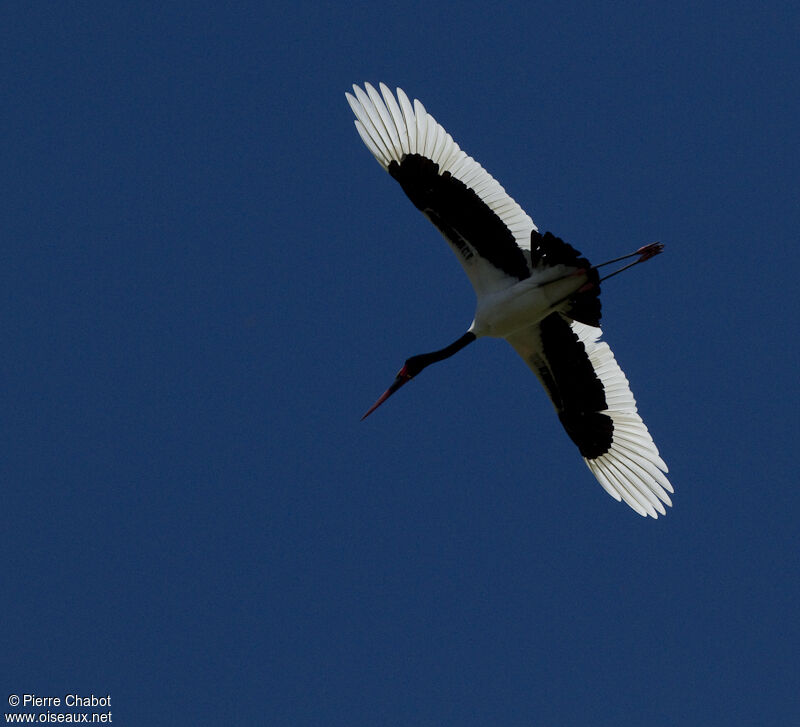 Saddle-billed Stork