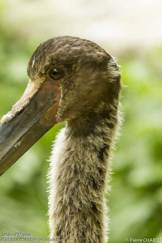 Saddle-billed Stork