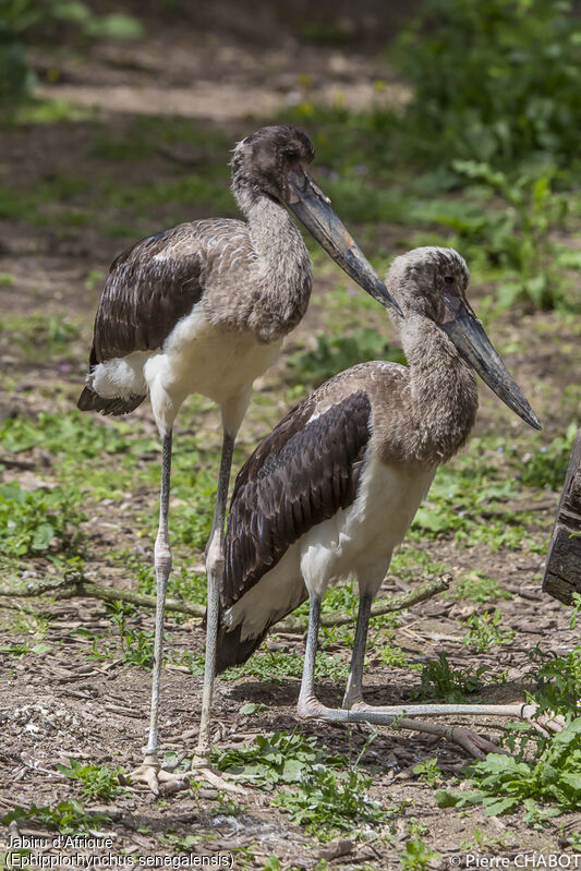 Jabiru d'Afrique