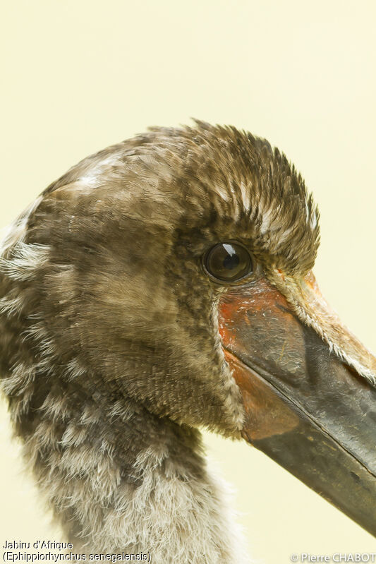 Jabiru d'Afrique