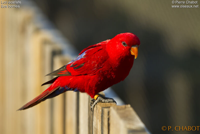 Red Lory